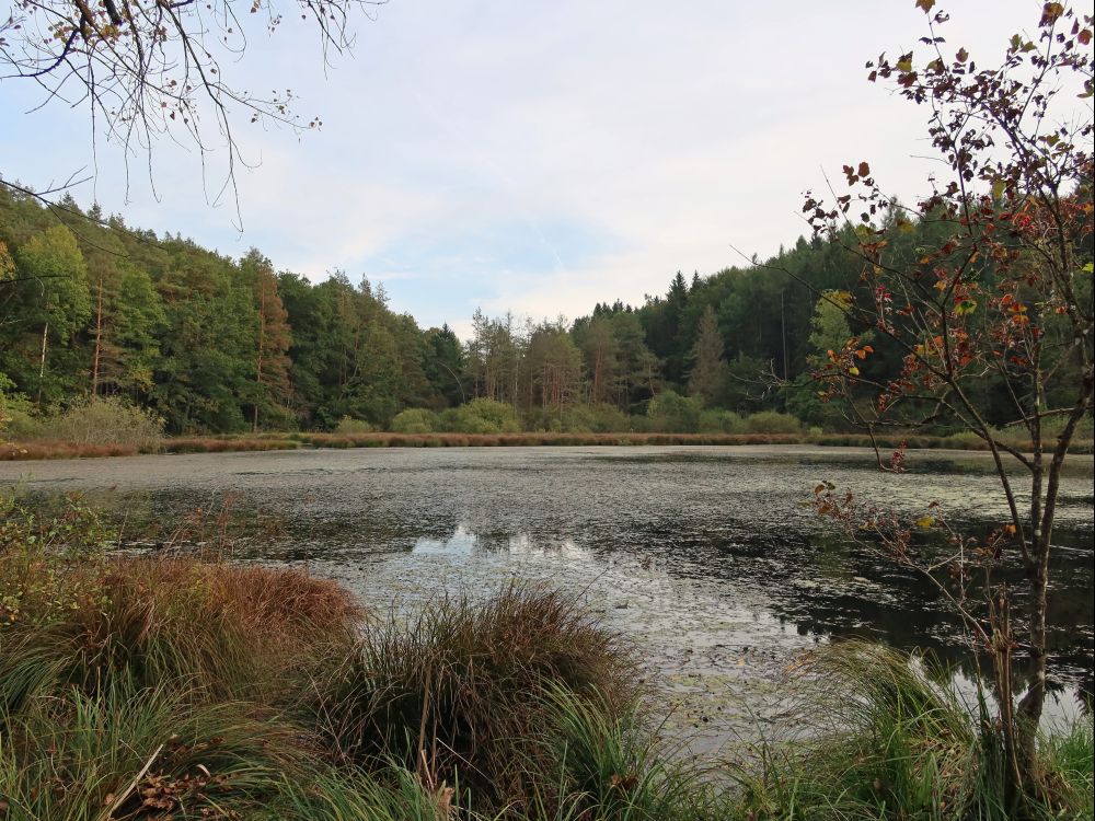 Dingelsdorfer Weiher