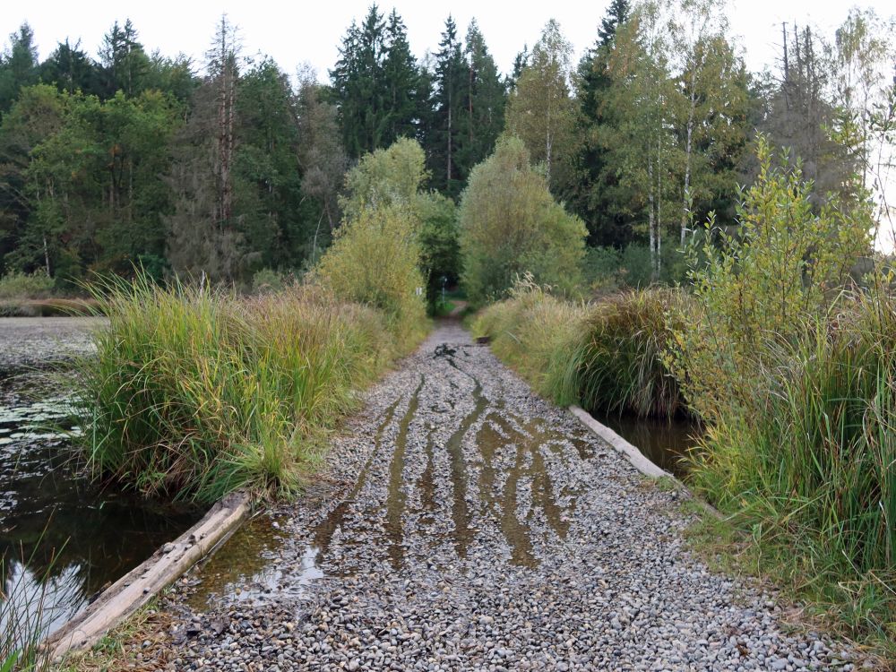 Weg durch Dingelsdorfer Weiher