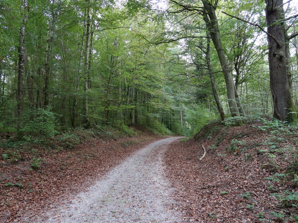 Waldweg