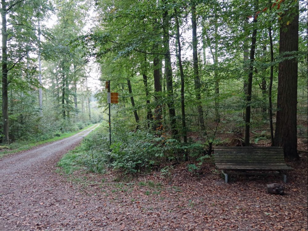 Sitzbank am Waldweg