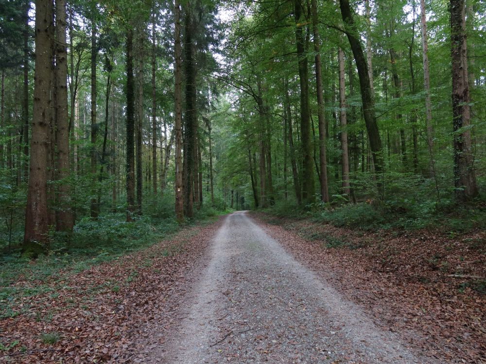 Waldweg