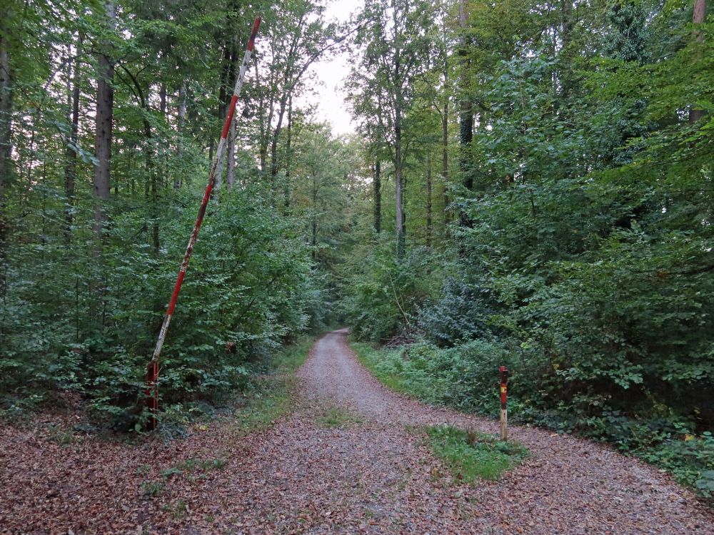 Waldweg mit Schranke