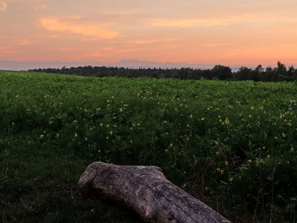 Abendrot und Alpen im Dunst