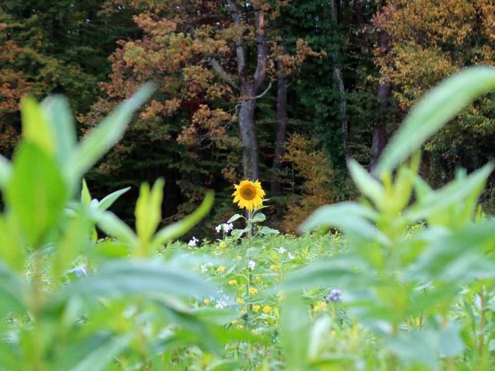 Sonnenblume