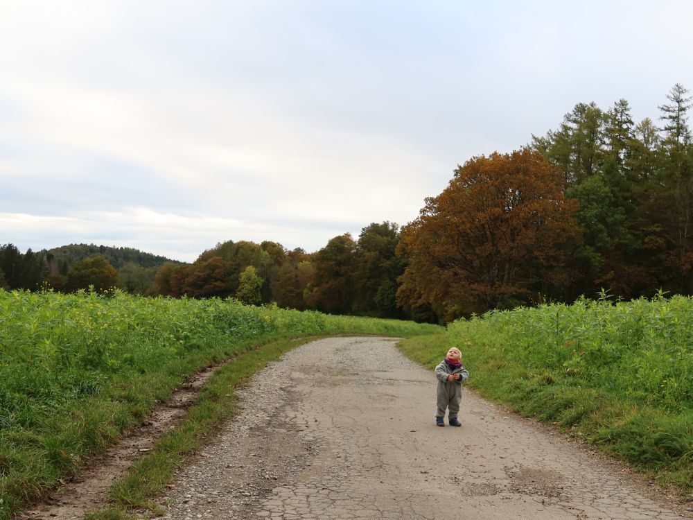 kleiner Hans-guck-in-die-Luft