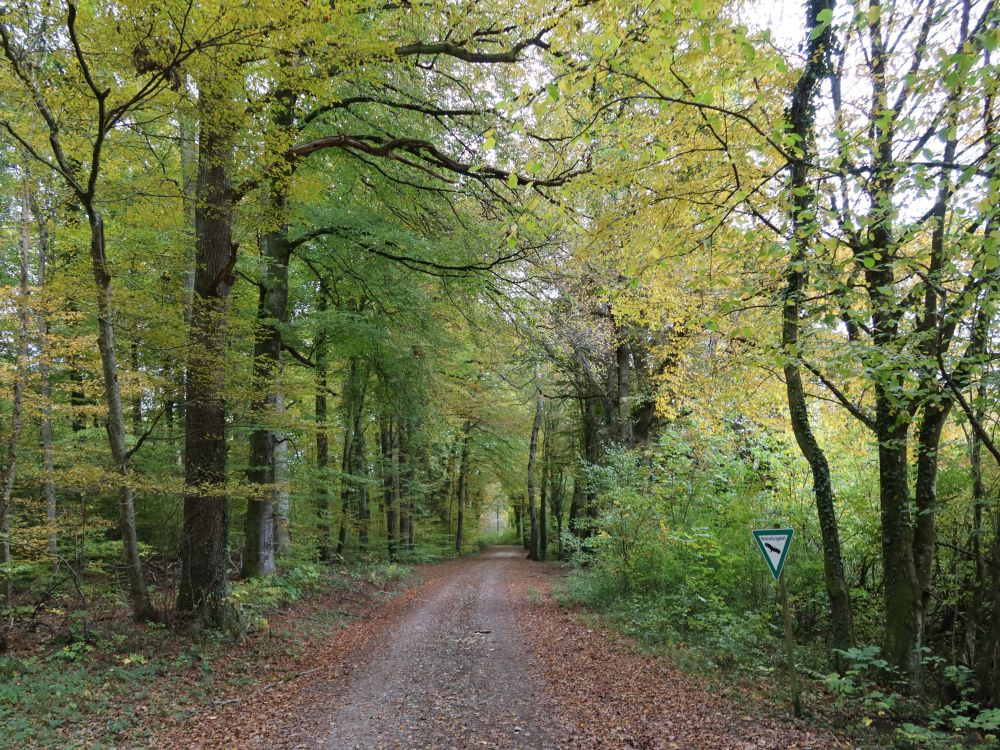 Waldweg