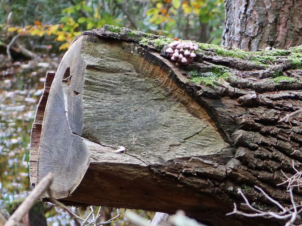 Pilze am Baumstumpf