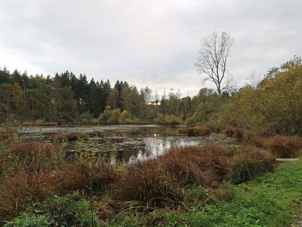 Dingelsdorfer Weiher