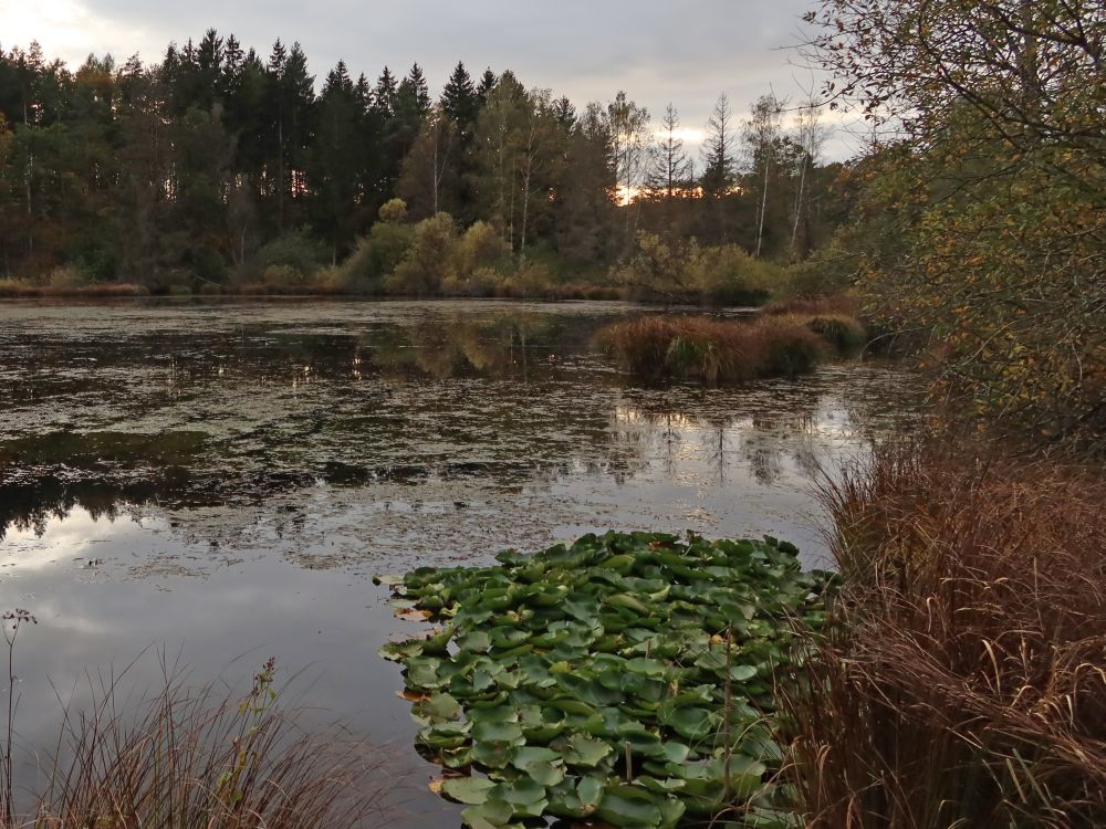 Dingelsdorfer Weiher