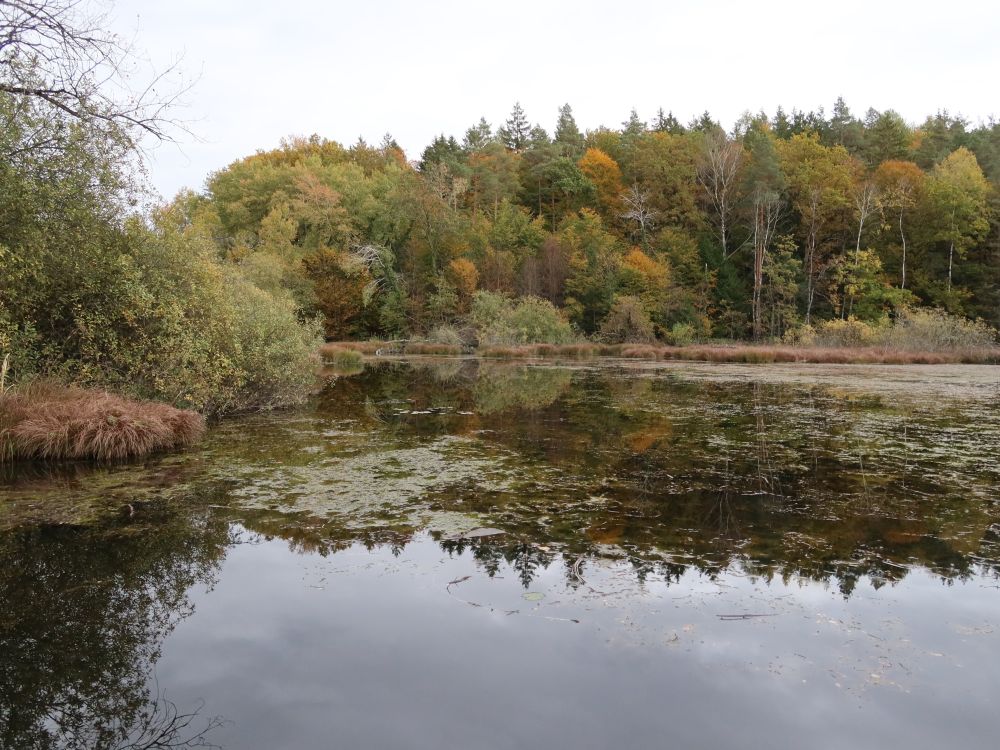 Dingelsdorfer Weiher