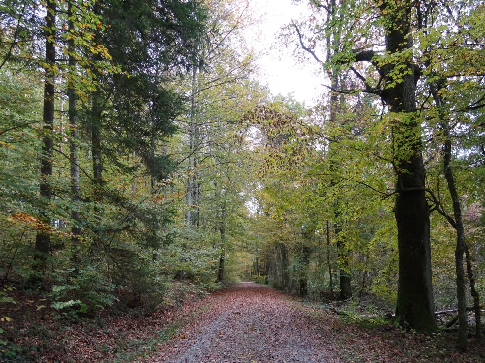 Waldweg