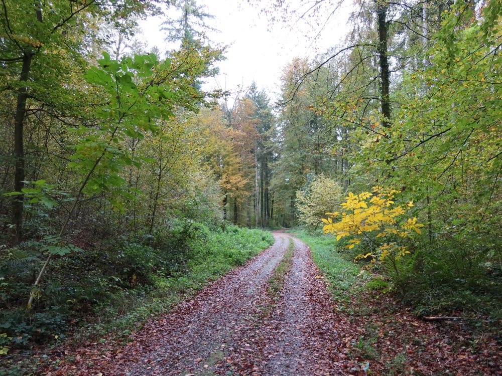 Waldweg