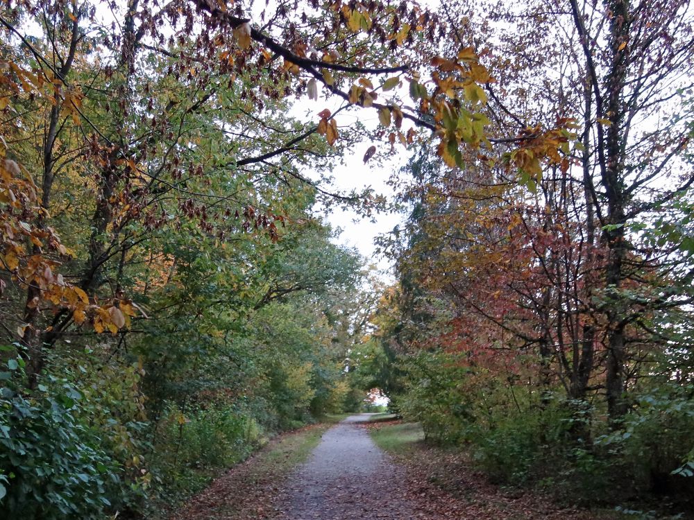 Waldweg