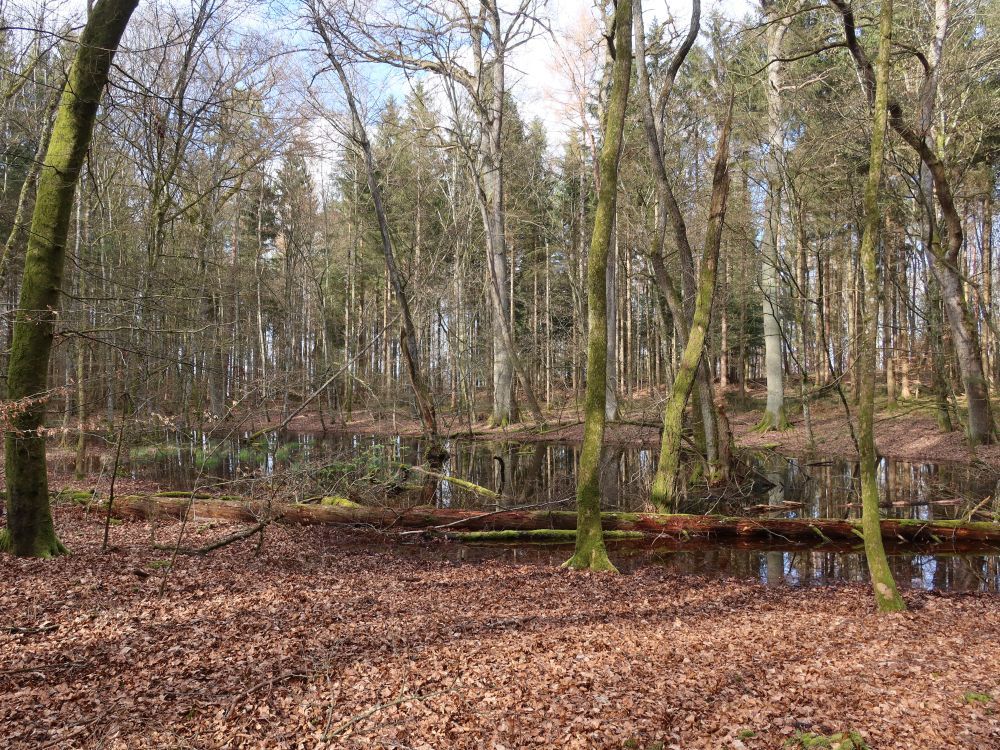 überschwemmtes Waldstück