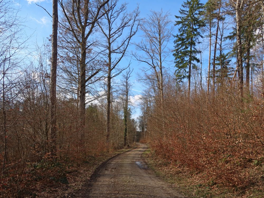 Waldweg