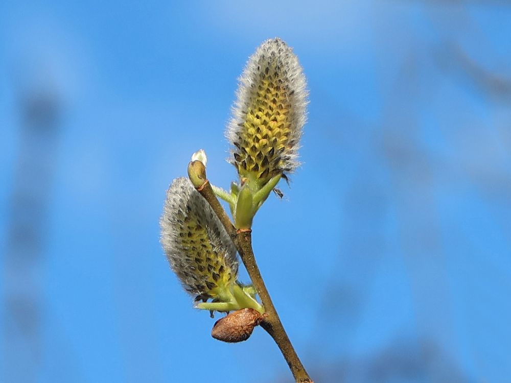 Weidenblüten