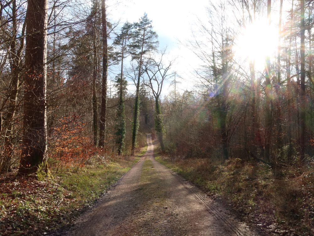 Waldweg mit Gegenlicht