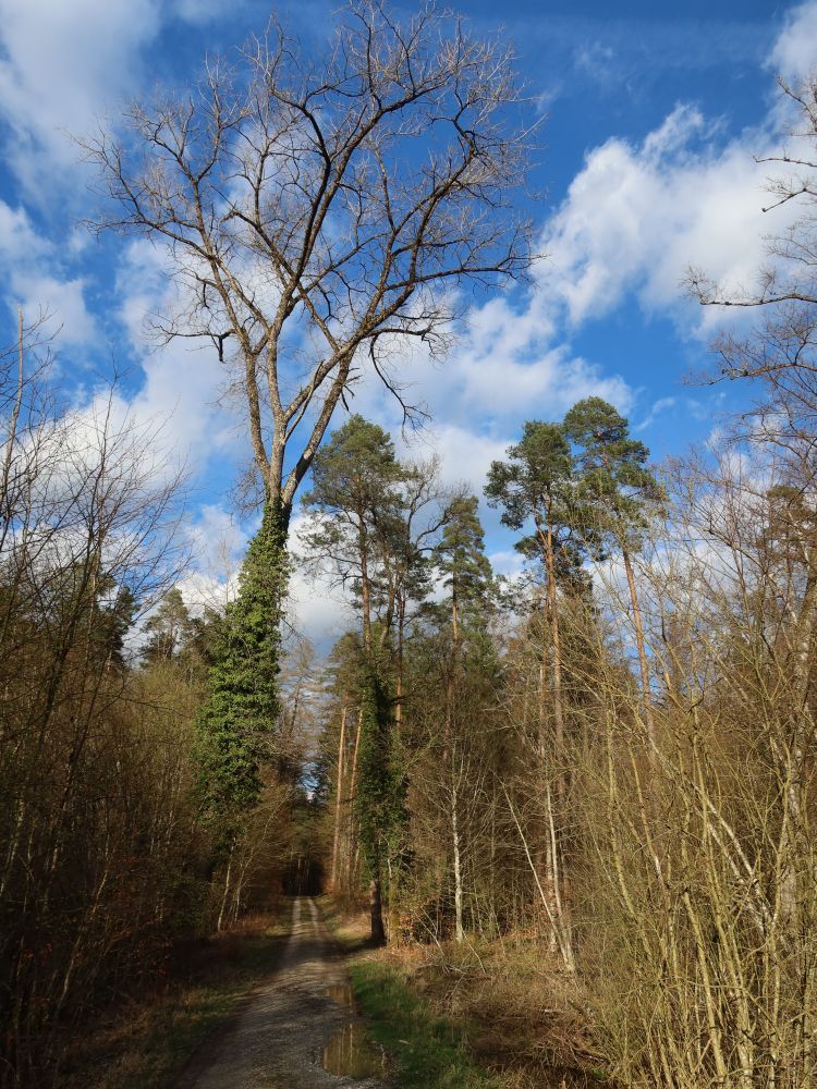 Baumriese am Waldweg