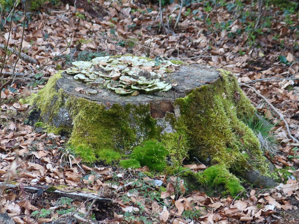 Pilze auf Baumstumpf