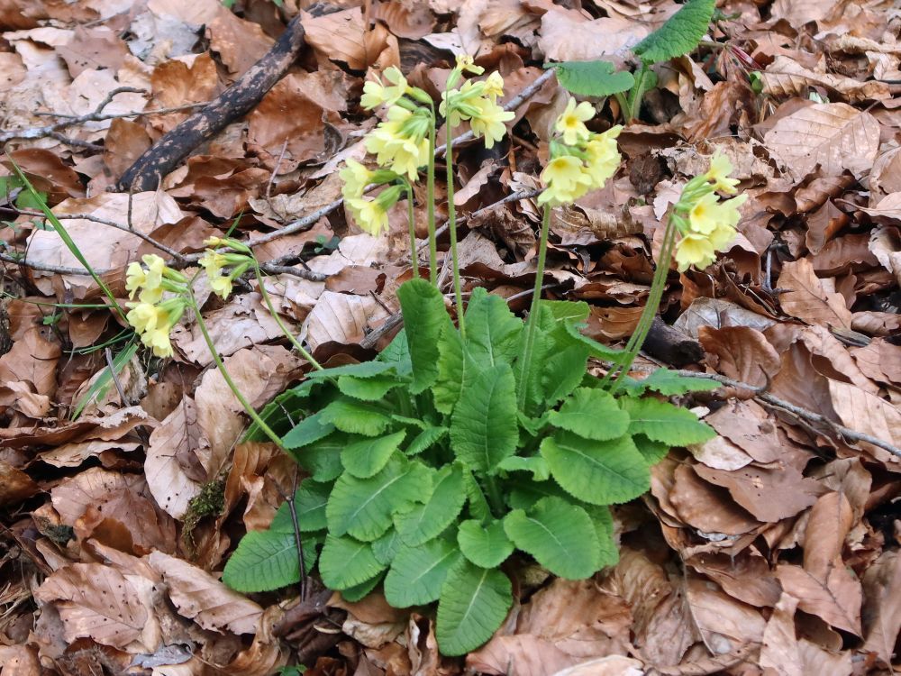 Schlüsselblumen