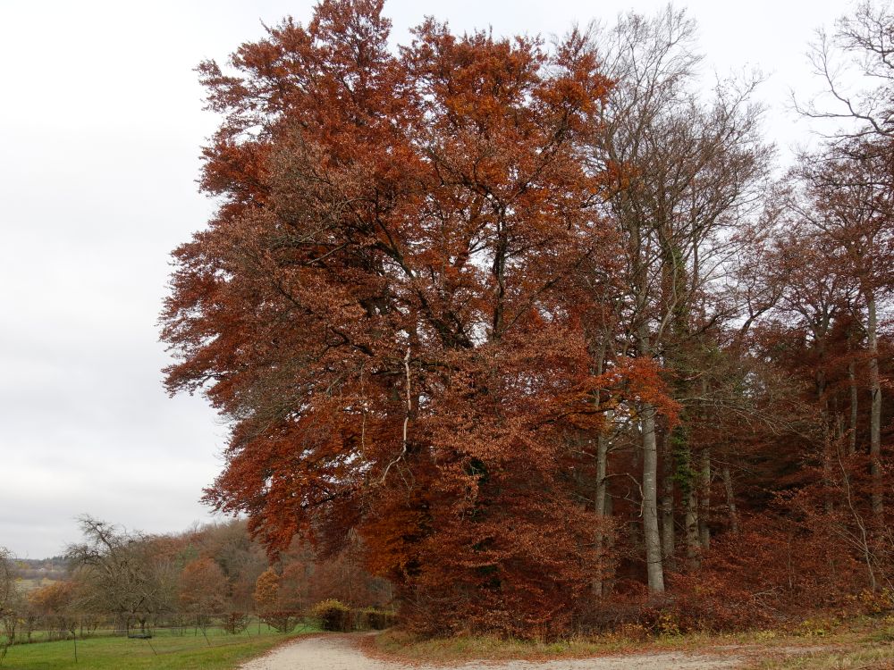 Baum im Herbstkleid