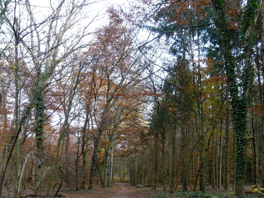 Herbstwald