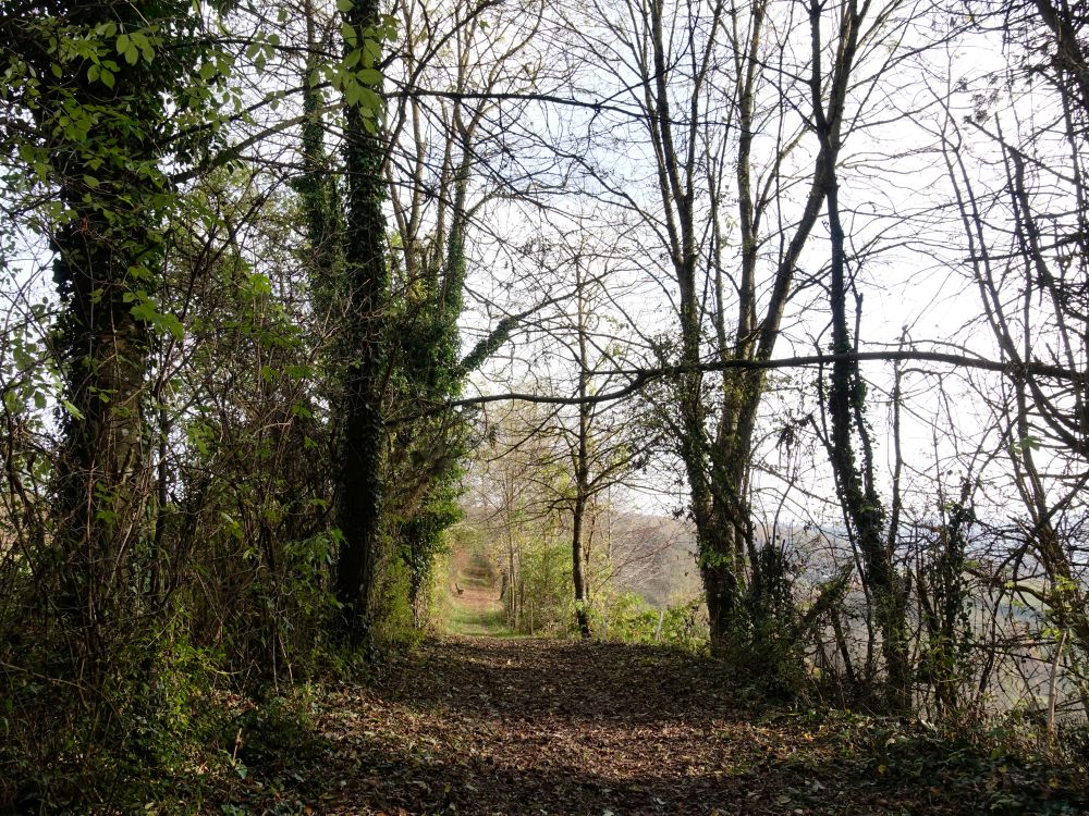 Waldweg oberhalb Kohlhalde