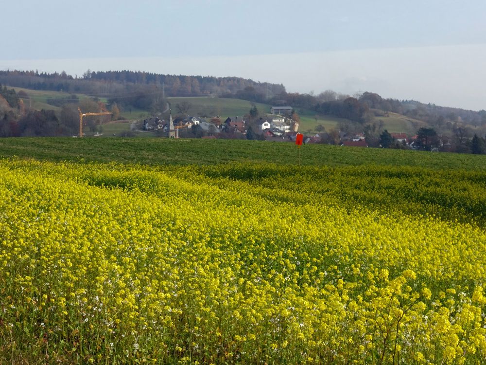 gelbes Rapsfeld bei Liggeringen