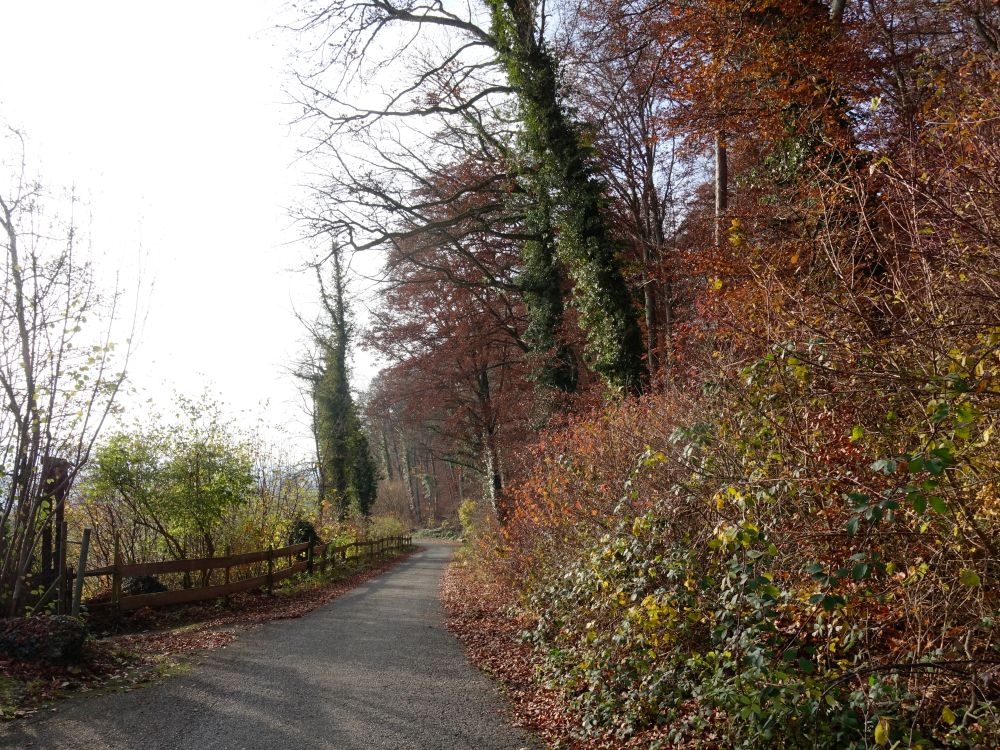 Waldweg Am Bord