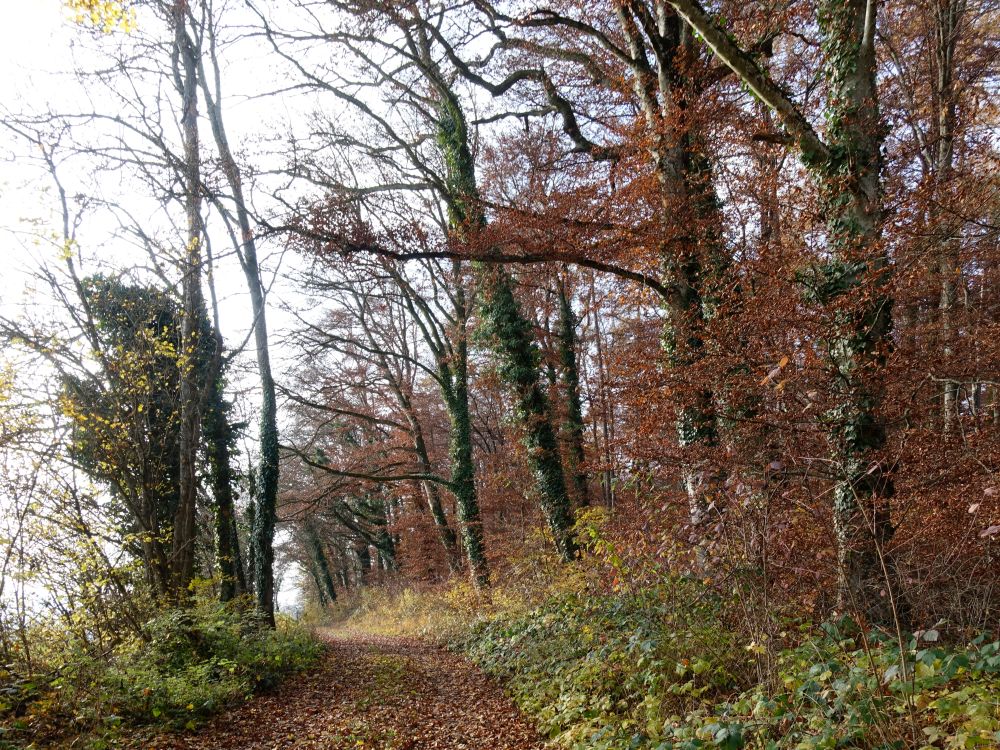 Waldweg Am Bord