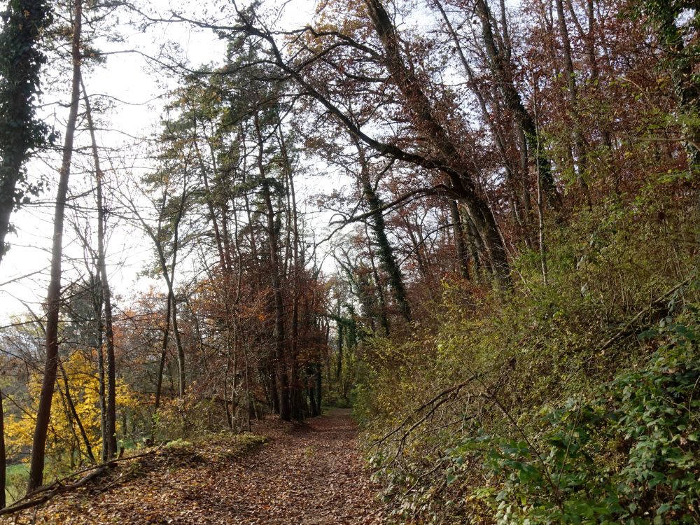 Waldweg Am Bord