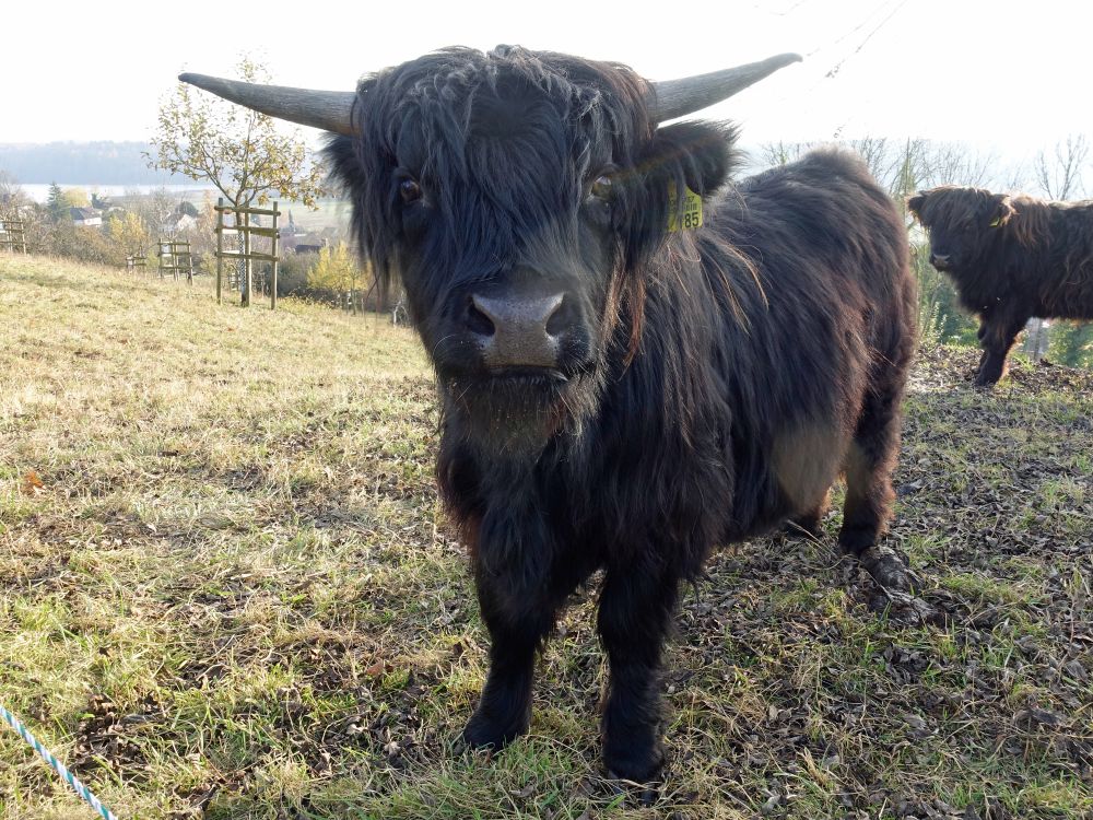 Rind Beim Tennhof