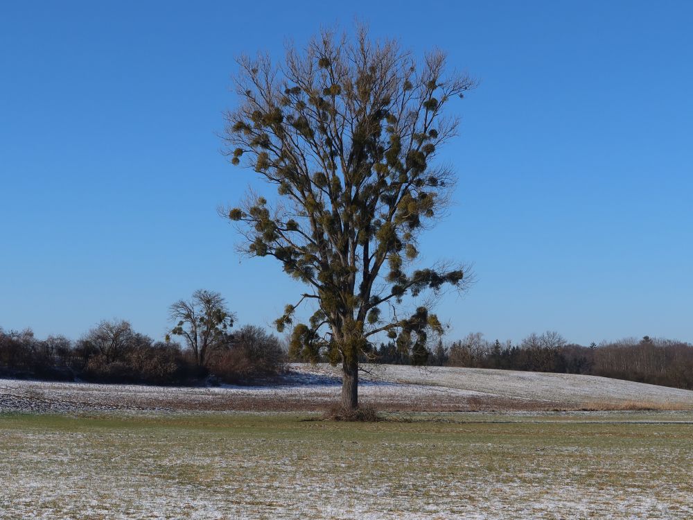 Baum mit Misteln