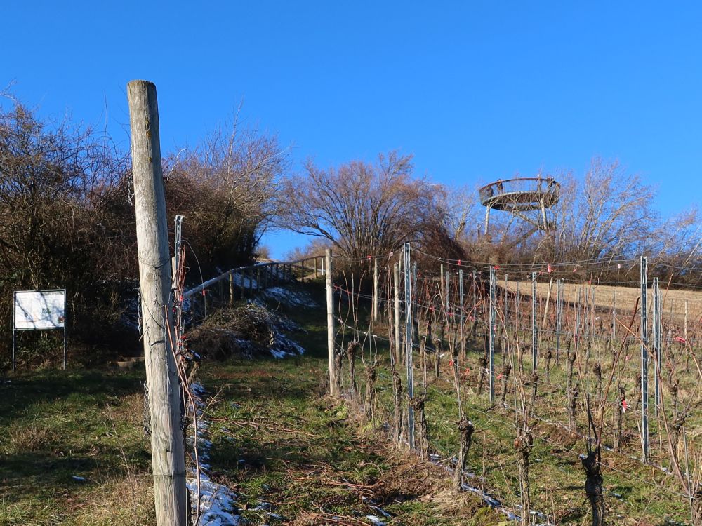 Weinberg unter der Blattform