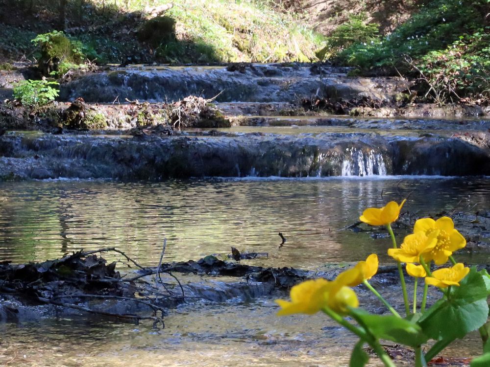 Waltensteiner Eulach mit Sumpfdotterblume