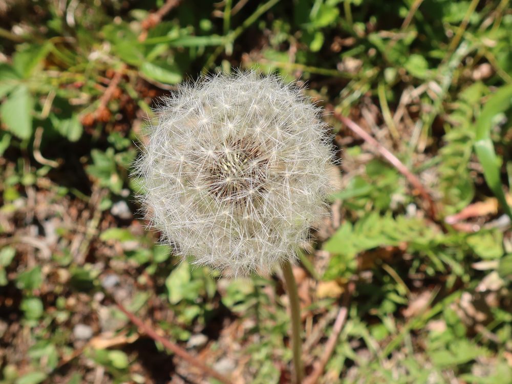 Pusteblume