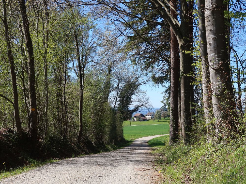 Waldweg und Bauernhof Neuguet