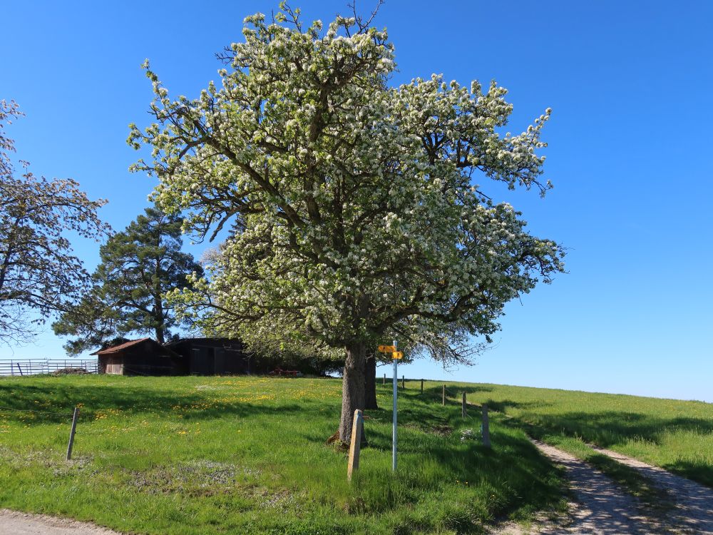 blühender Baum bei Neuguet