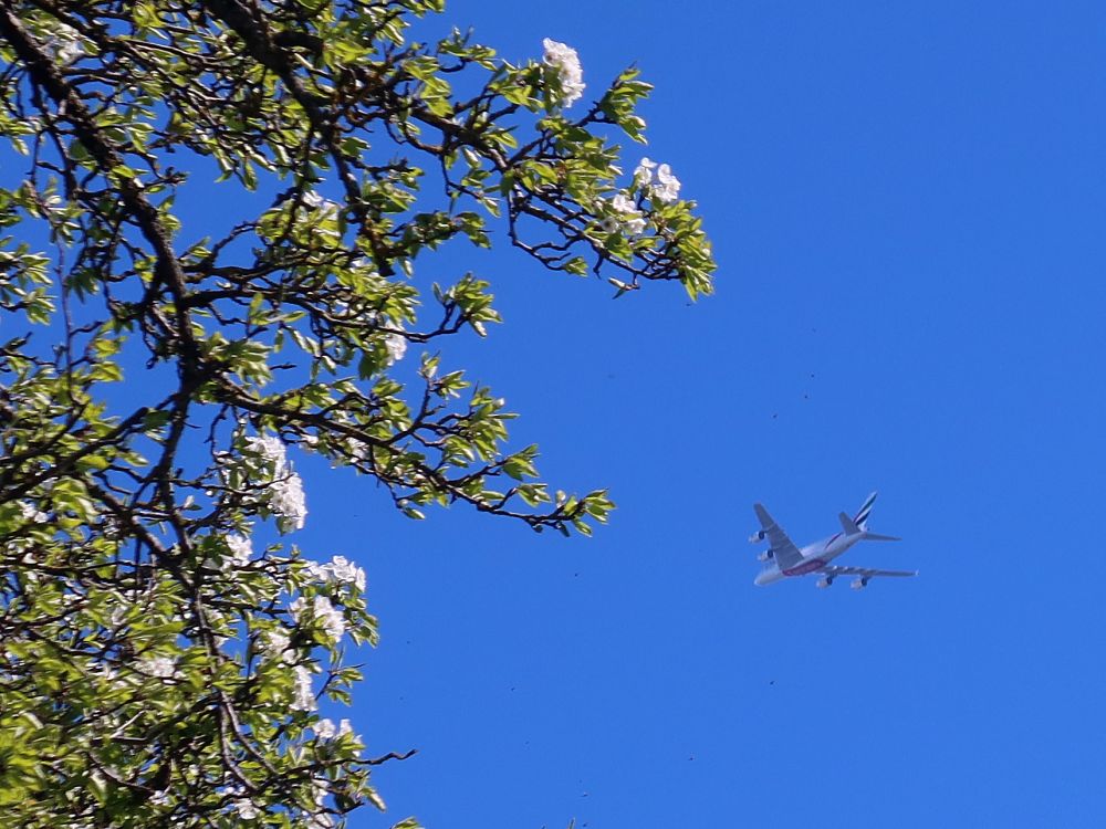 Düsenjet und Baumblüte