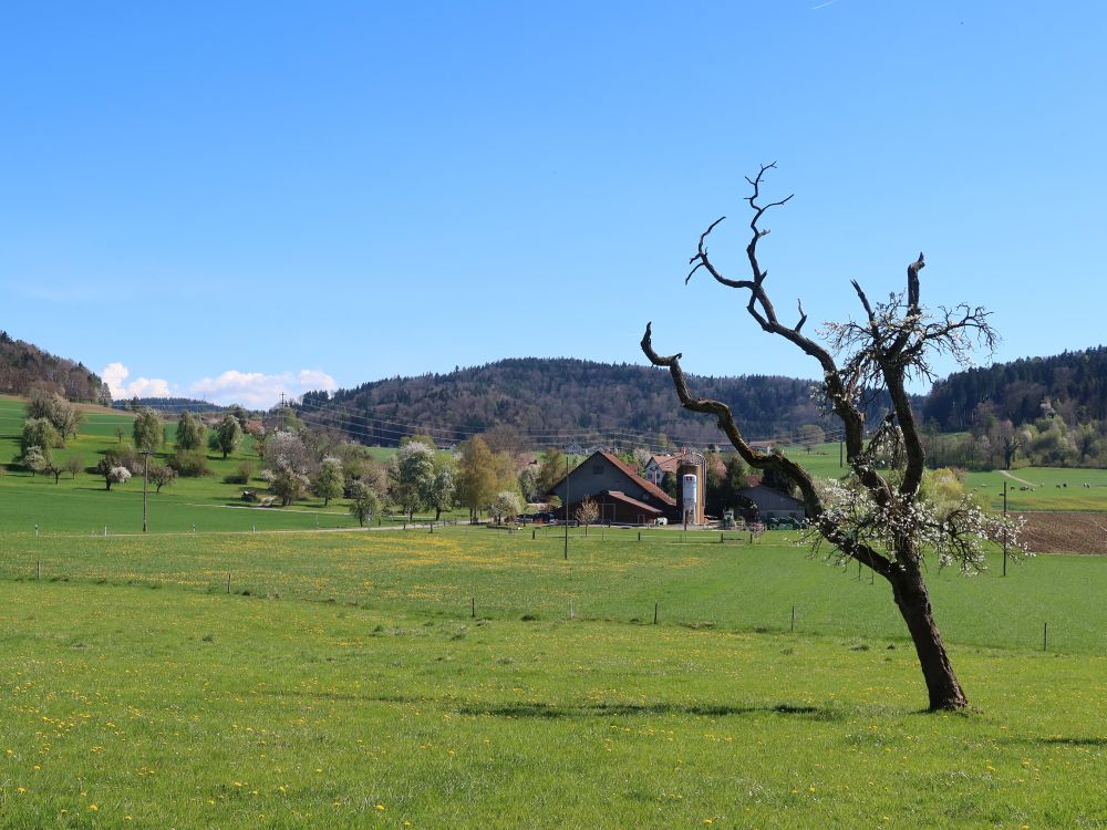 toter Baum und Tolhusen