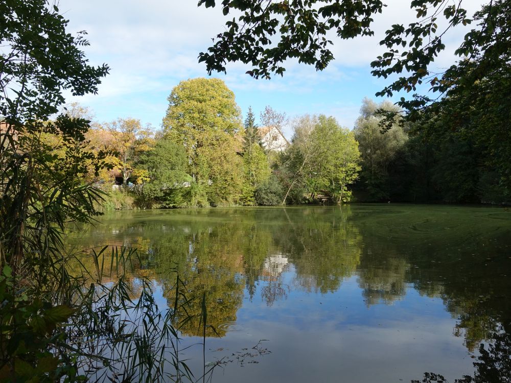 Teich bei Bergermüli