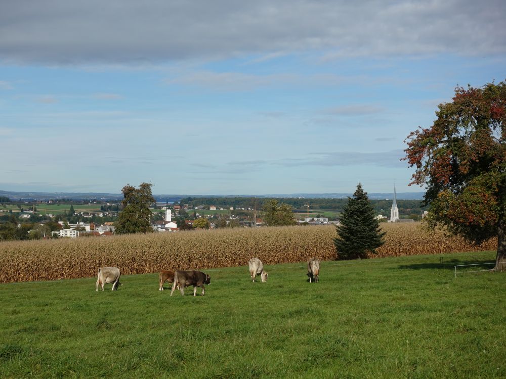 Kuhherde bei Amriswil