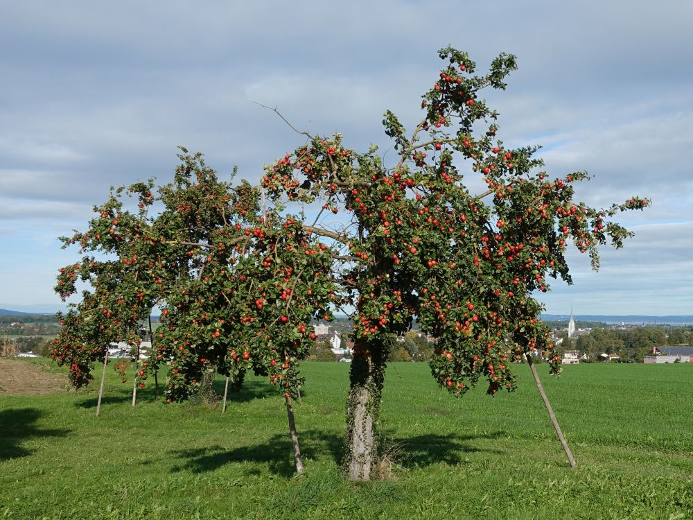 Apfelbaum