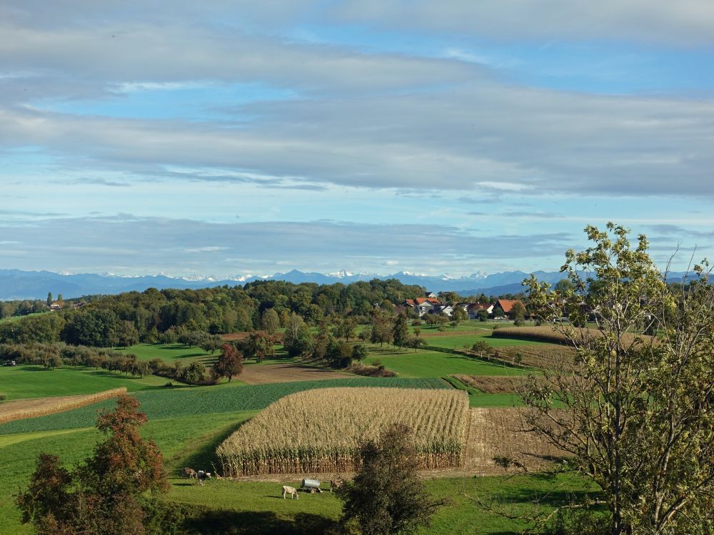 Räuchlisberg und Alpen