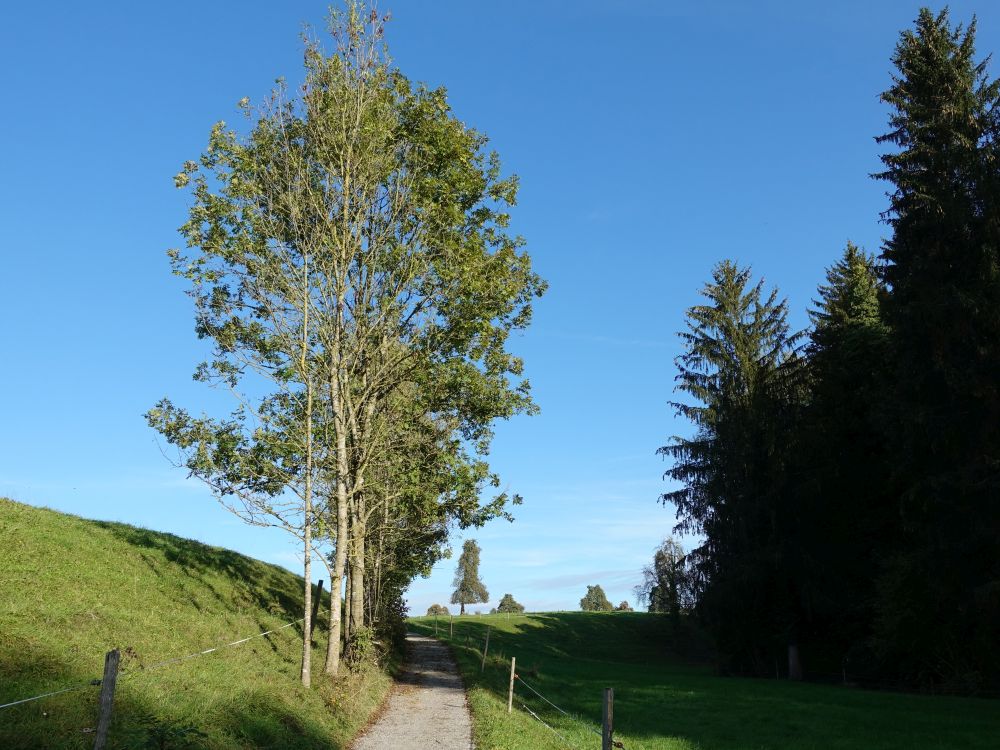 Wanderweg