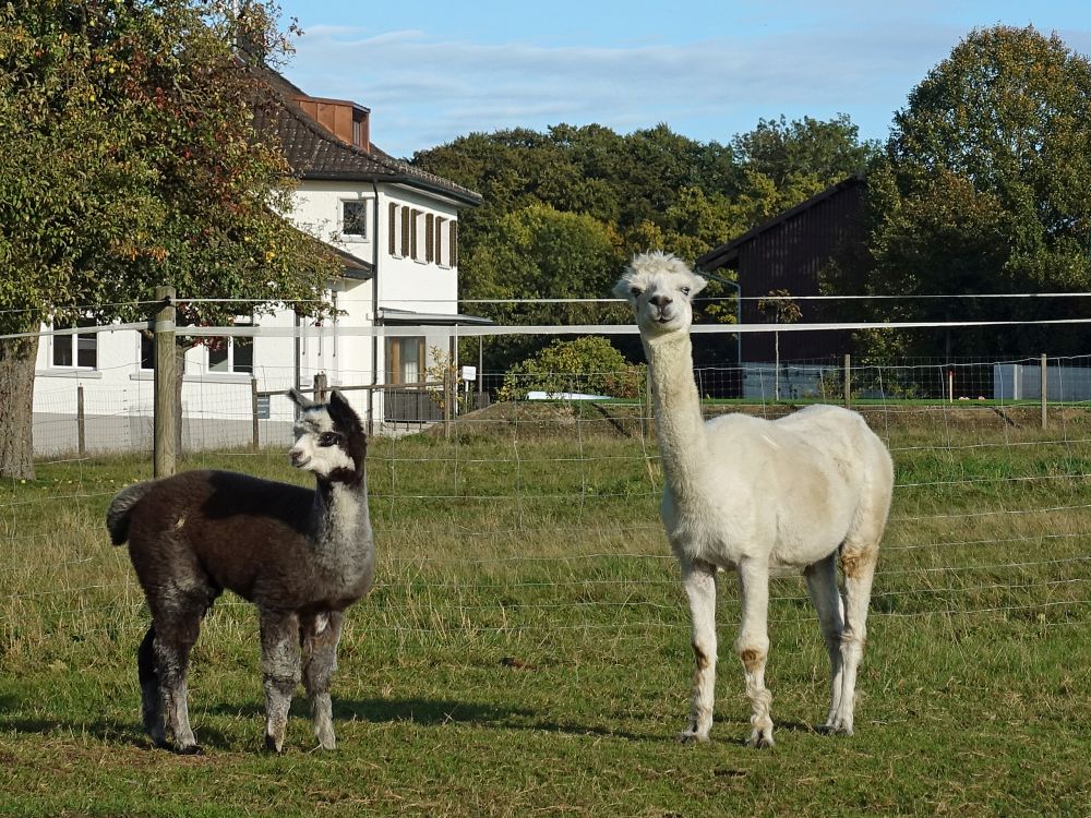 Lamas