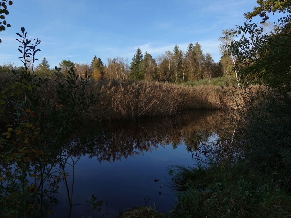 Teich im Hudelmoos