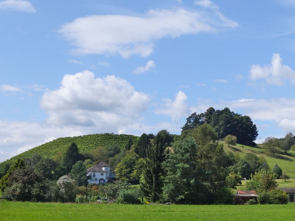 Weinberg bei Rafz