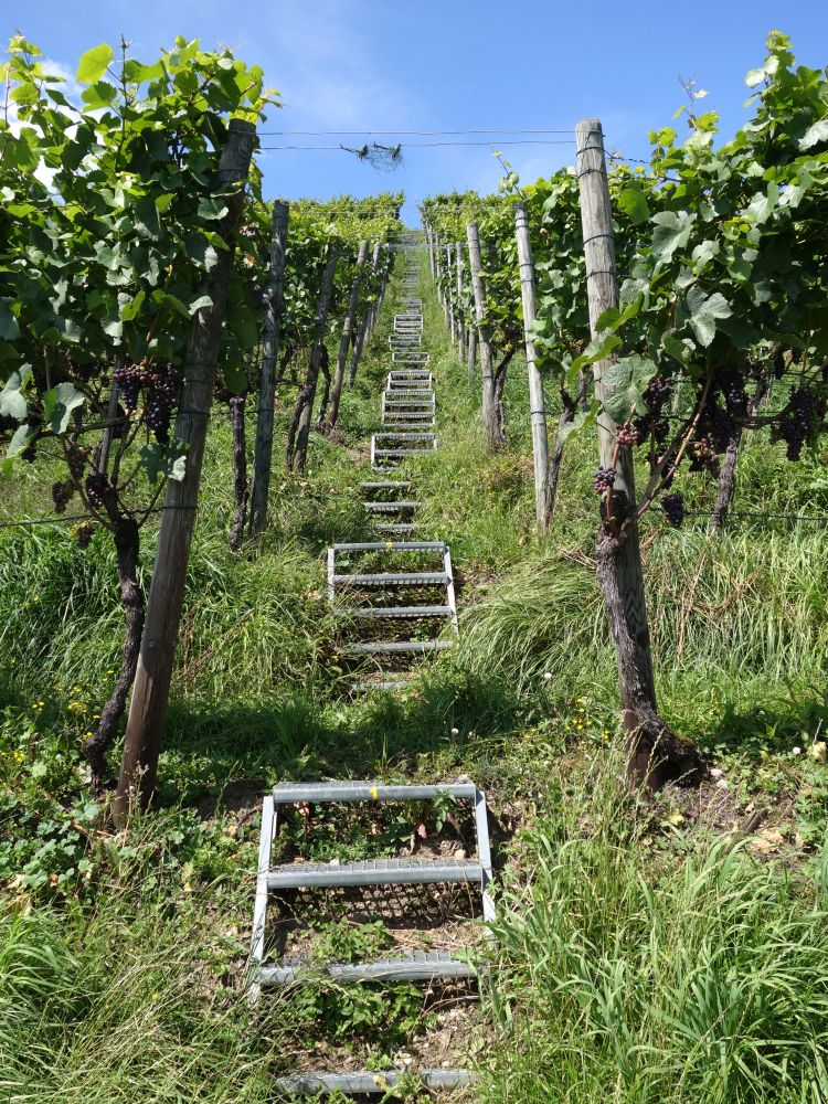 Treppe am Weinberg