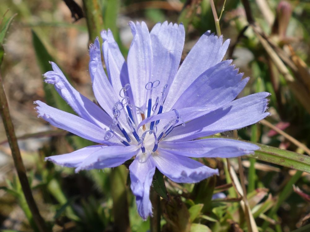 Blüte